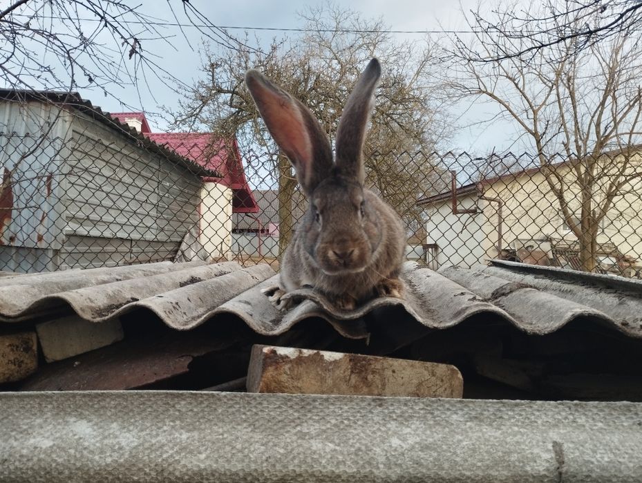 Самець Бельгійський велетень