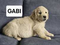 Golden Retriever suczka- rezerwacja