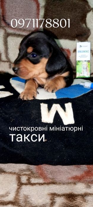 Мініатюрні чистокровні мраморні такси