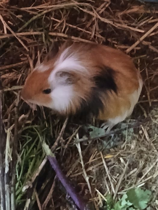 Sprzedam mlode swinki morskie