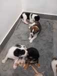 Cães Bebês para adopção