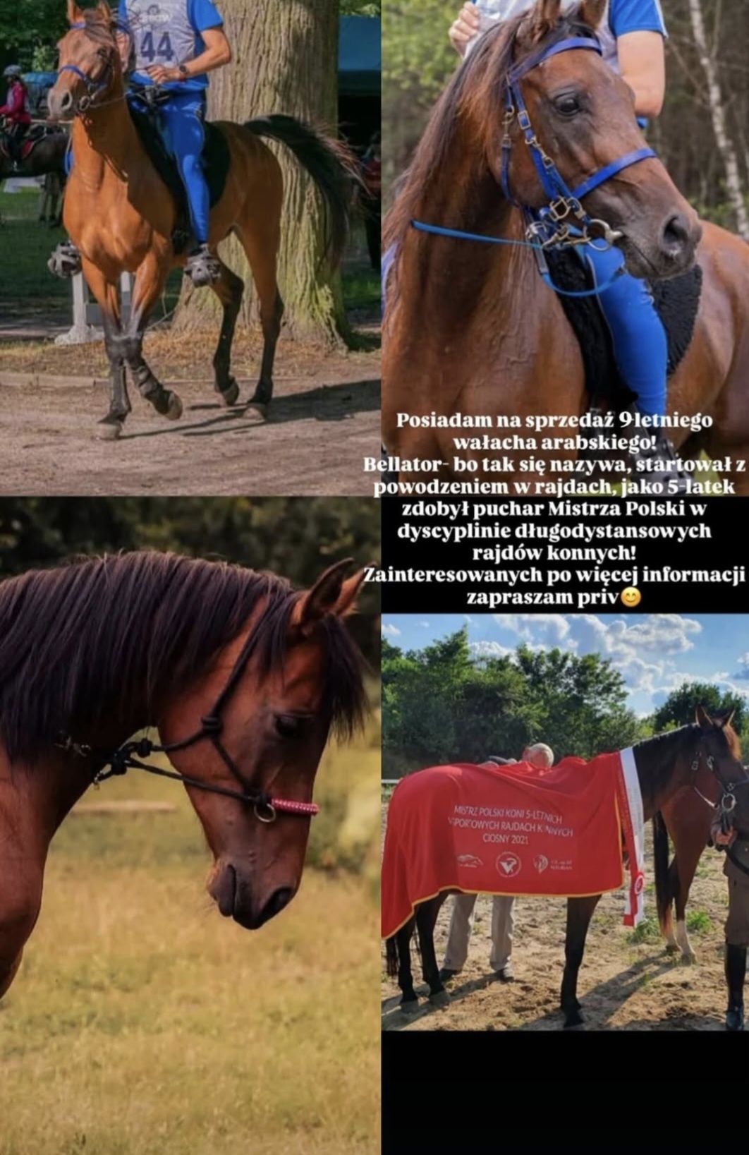 Sprzedam konia czystej krwi arabskiej
