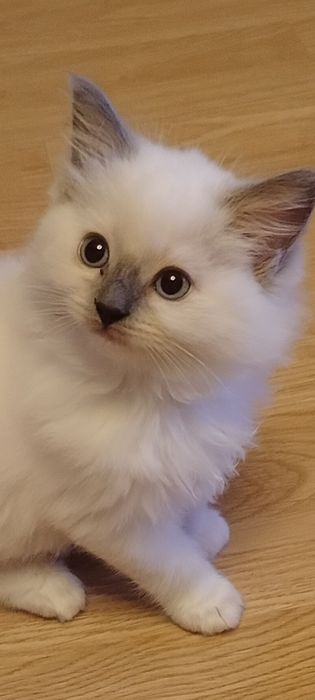 Śliczna kociczka ragdoll