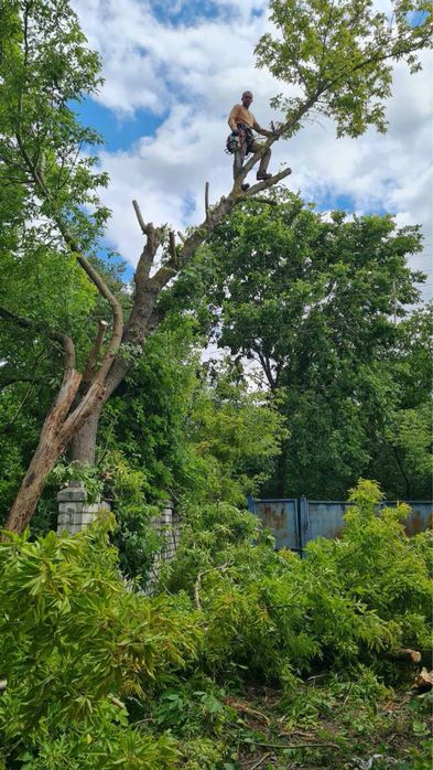Спил дерев,обрізка гілок,прибирання території.