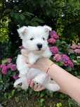 West highland white terrier ZKwP FCI  szczenięta