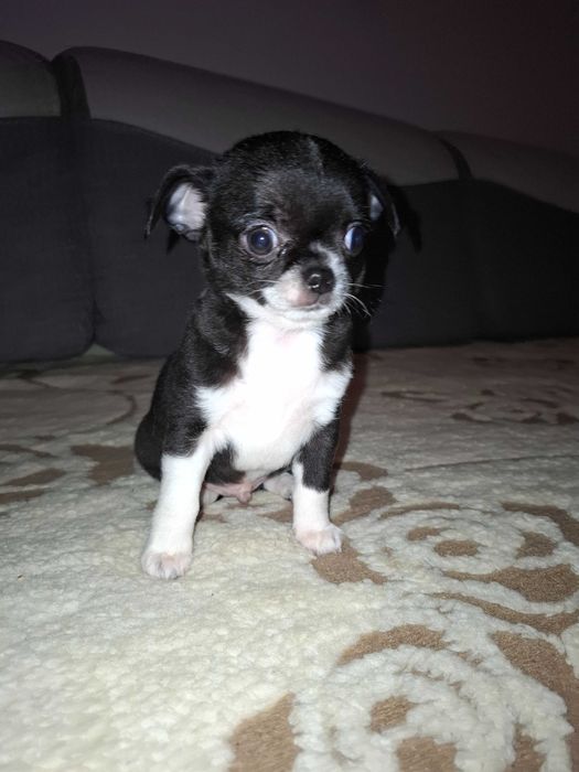 Chihuahua krótkowłosa/długowłosa