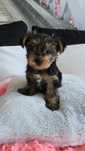 Yorkshire terrier stalowo-złoty piesek