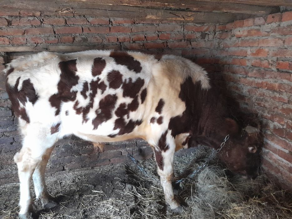 Продам домашнего