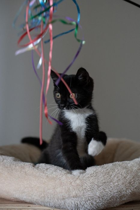 Baton słodki przyjaciel