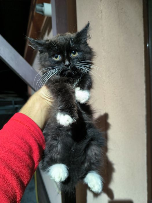 Котенята в добрі руки. Ще всі є. 23.11.2025