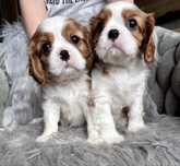 Cavalier king charles spaniel chłopiec