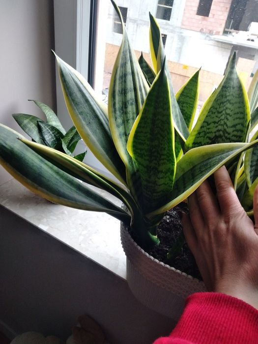 Sanseweria 1 sadzonka