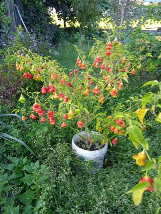 Vendo malaguetas muito picantes em forma de sinos