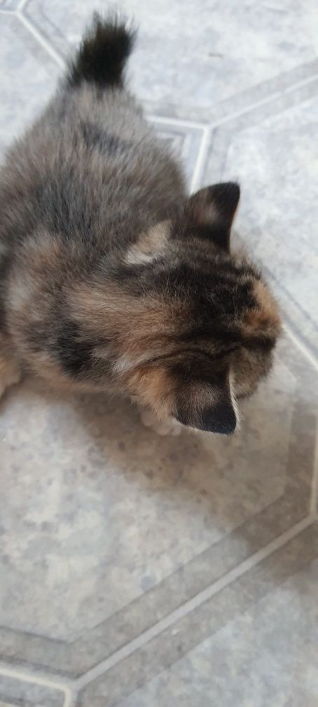 Кошенята курильського бобтейла