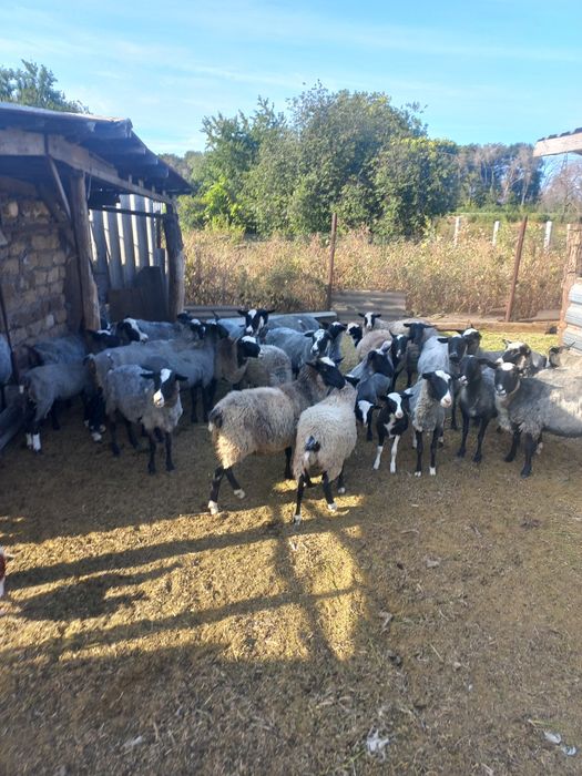 Продам романовских овец