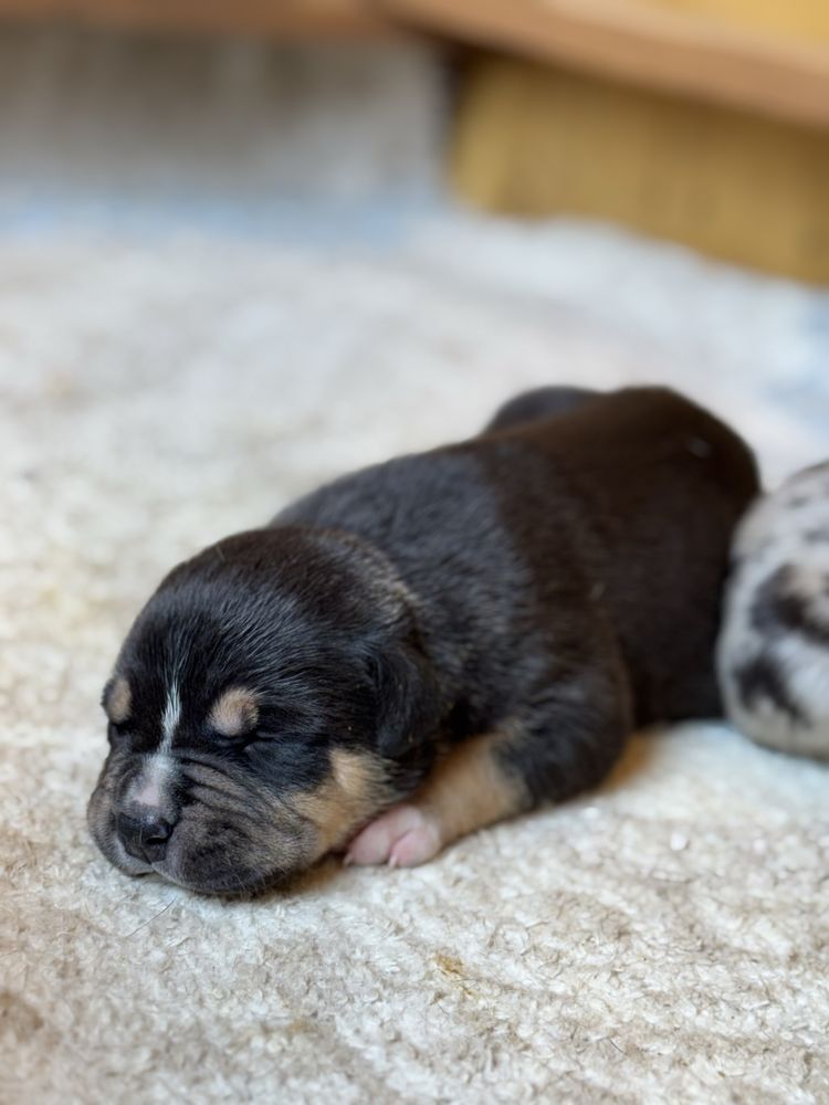 American Bully XL Black Tri ABKC