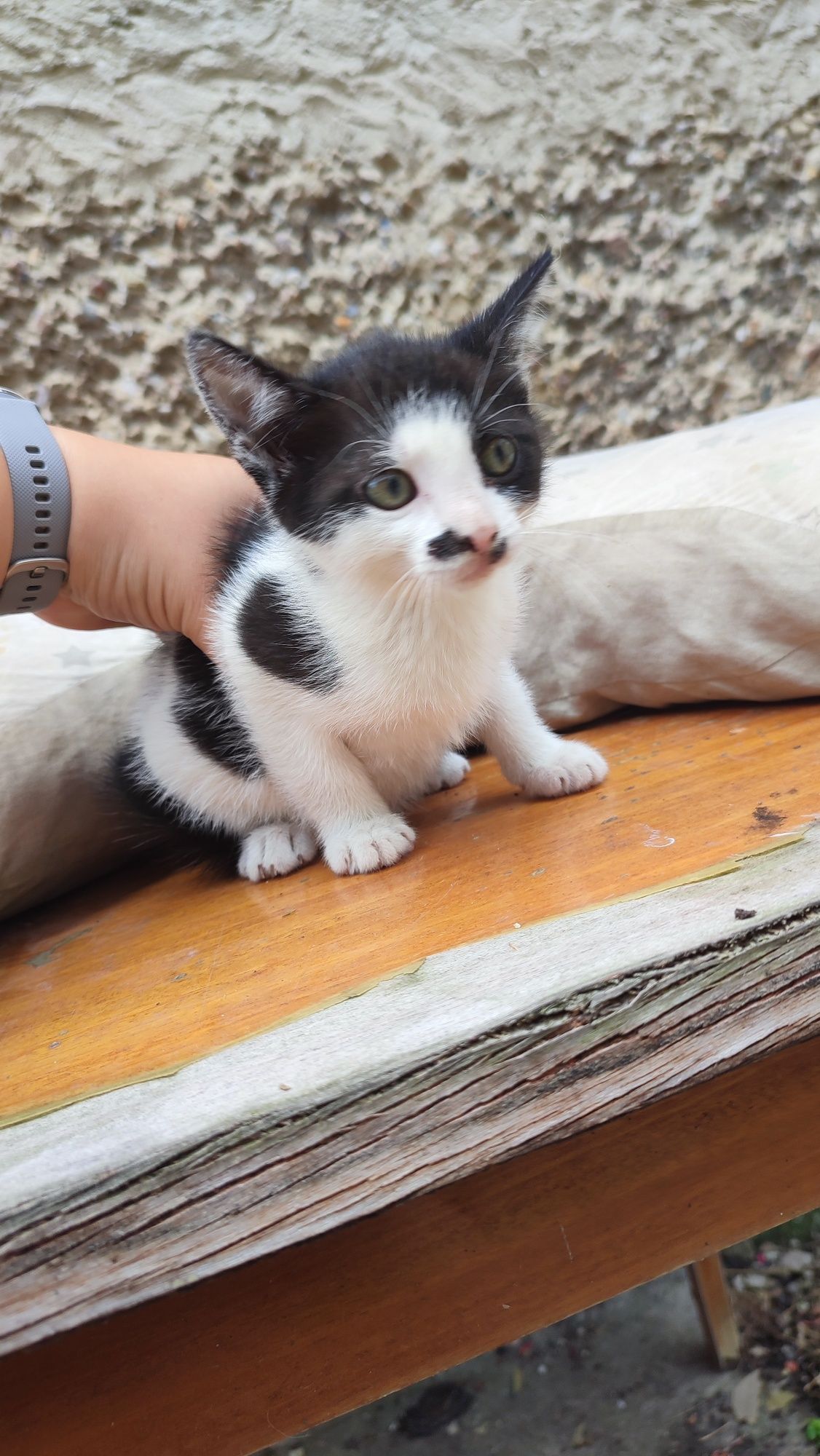 Kotki i kocurek do oddania