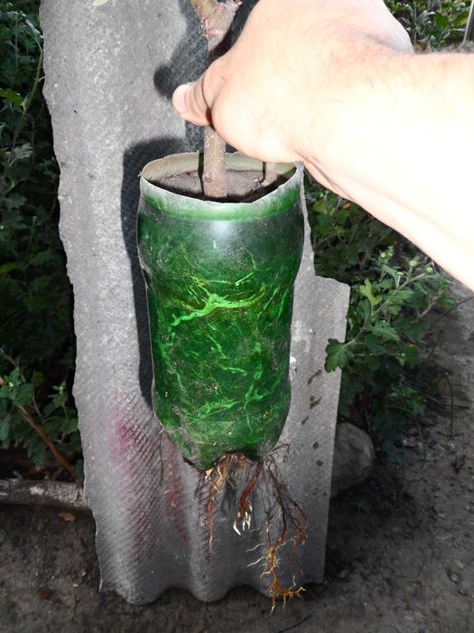 Инжир, саженцы разные, молодые, большие.