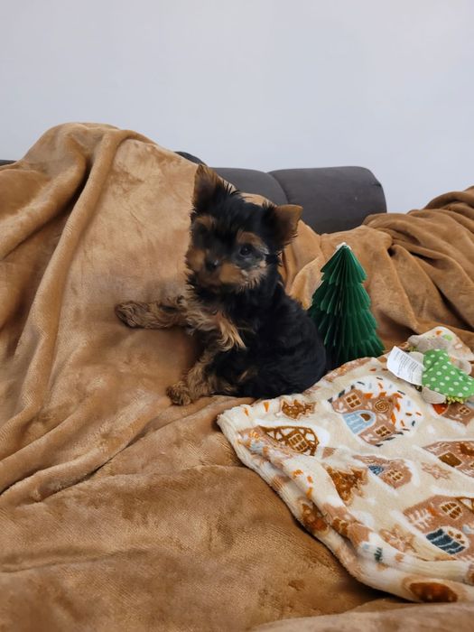 Yorkshire Terrier, piesek, chłopiec york