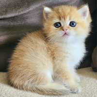 Золотая британская шиншилла кіт кішечка кошенята дівчинка хлопчик