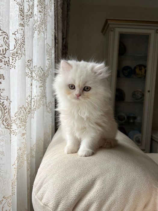 Продаються шотландські кошенята!