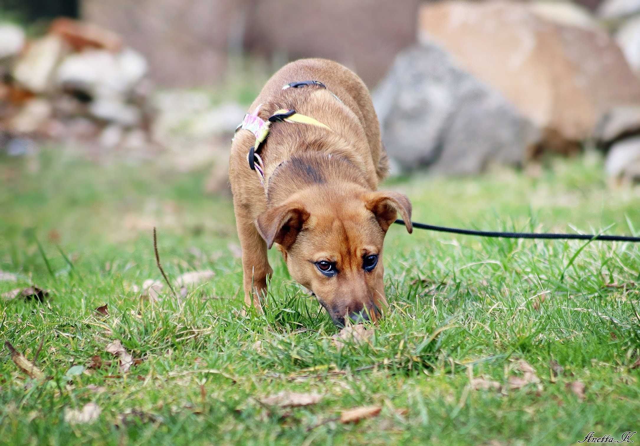 Malutka roczna kochana PEPSI do adopcji!