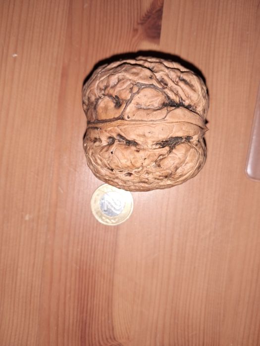 10kg dużych świeżych orzechów