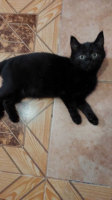 Кошеня-хлопчик 2,5міс.врятували з вулиці, мріє про люблячу родину!