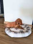 Cocker spaniel angielski