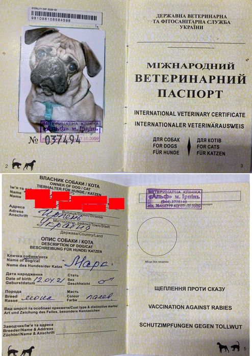 Мопс Марк для вязки (случки) - расходы берём на себя