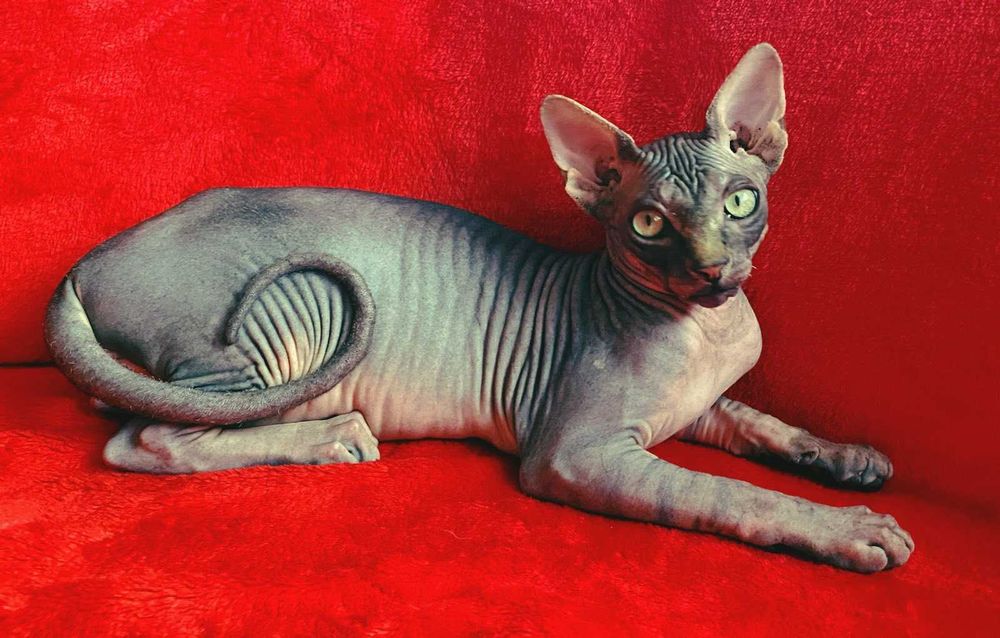 Kanadyjski Sfinks – elegancja uznana na świecie.