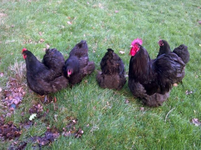 Інкубаційне яйце Орпінгтон - золото, шоколад, оранжеве-срібло.