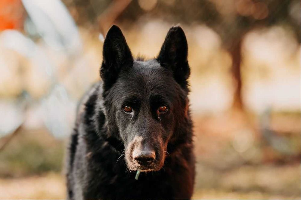 Imponujący, piękny, duży Blacky poleca się do adopcji!!!