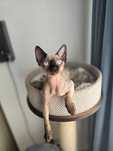 Devon rex z rodowodem FPL
