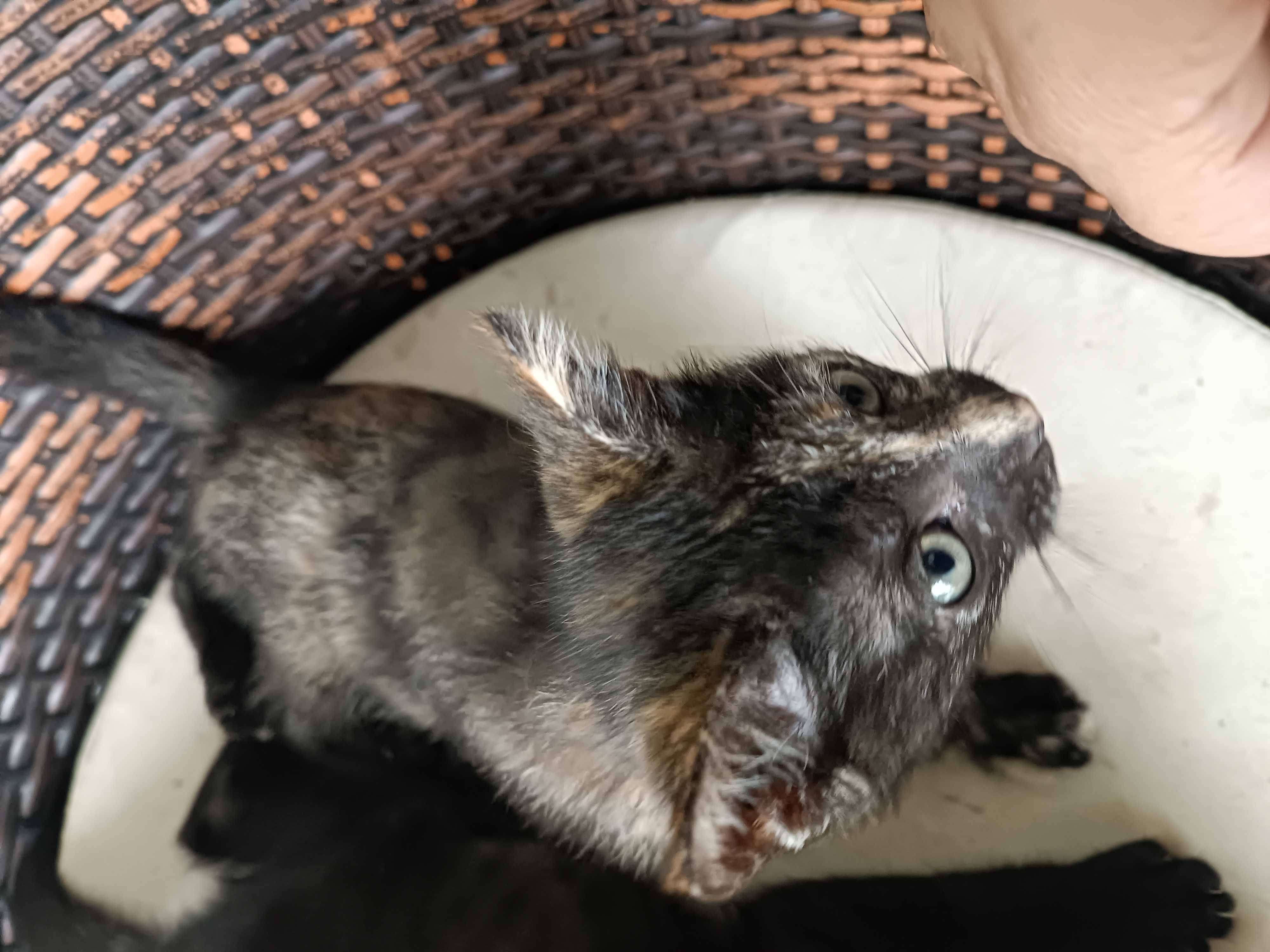 Dá se gatinhos bebés