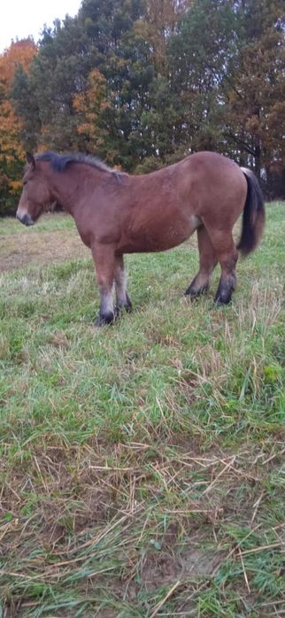 Konie zimnokrwiste klaczki i ogierek