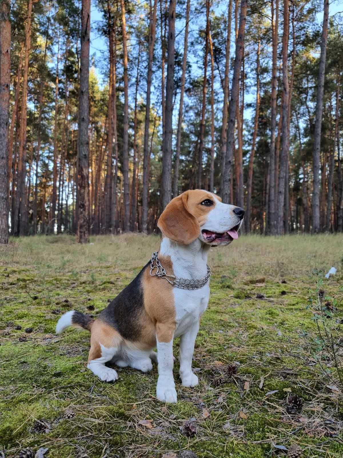 Бігль шукає дівчинку