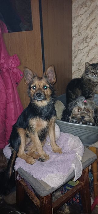 Міні вівчарочка 5 кг