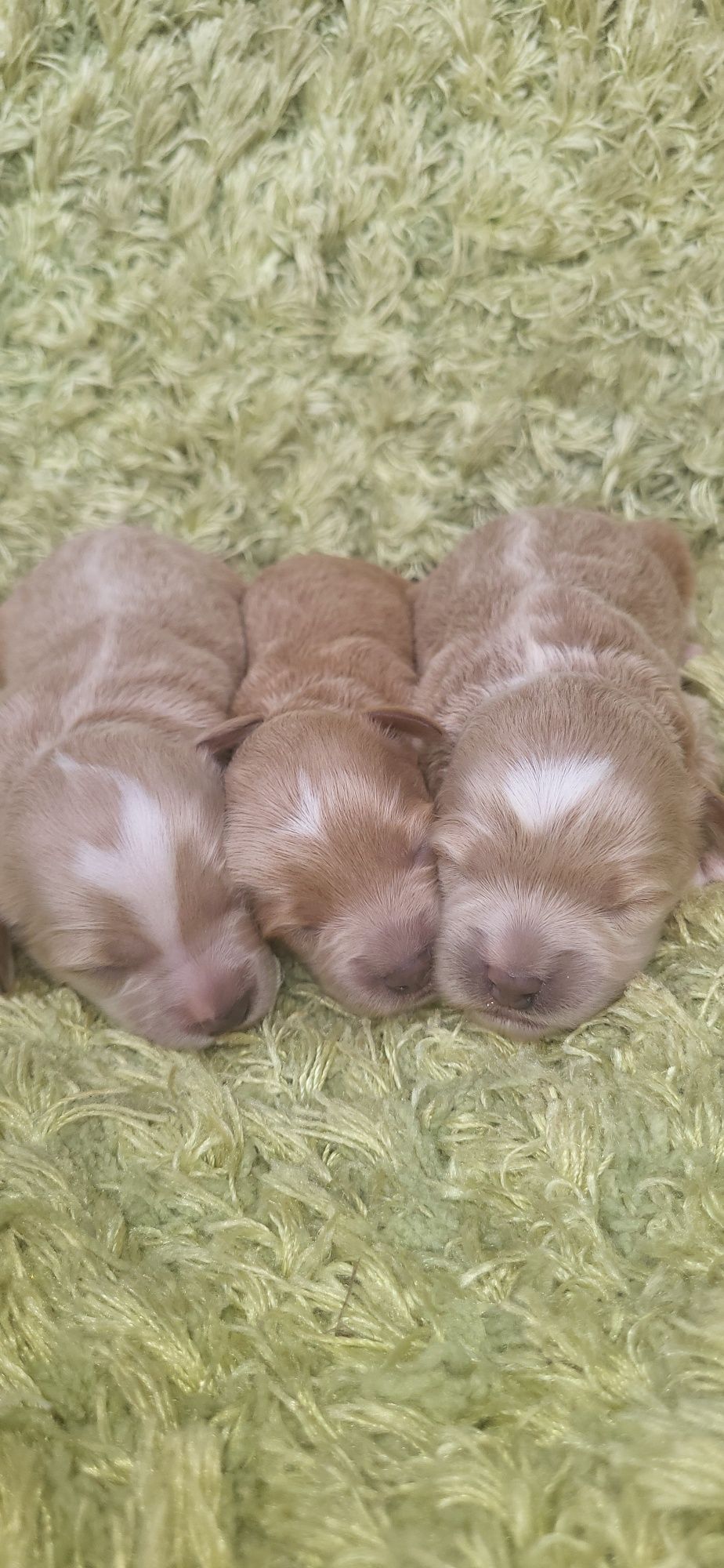 Suczka Maltipoo f1