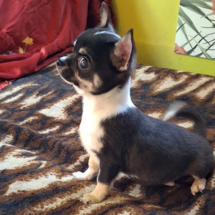 Chihuahua Trikolor piesek