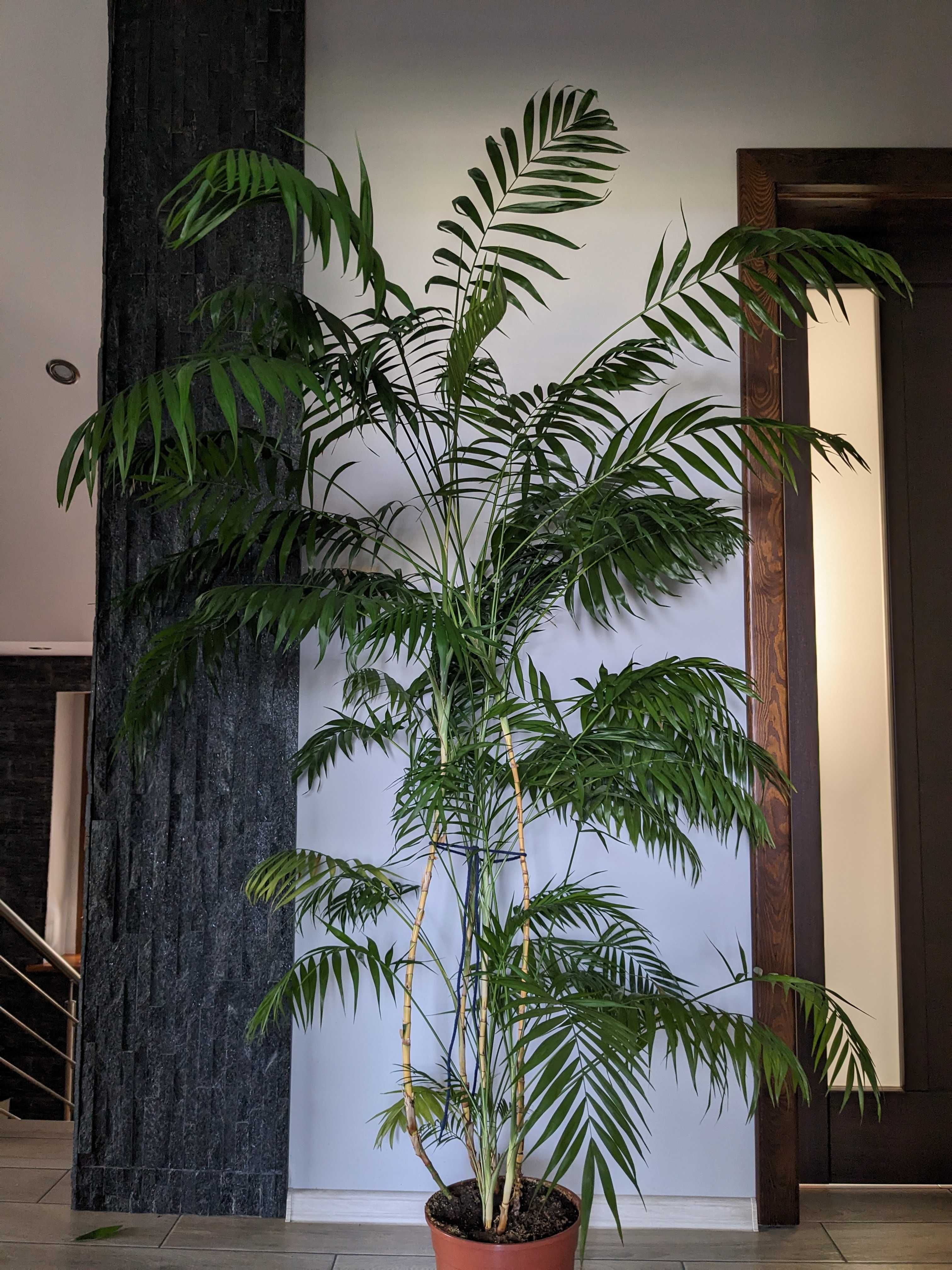 Palma Areka (Areca Dypsis) - wys. 250 cm