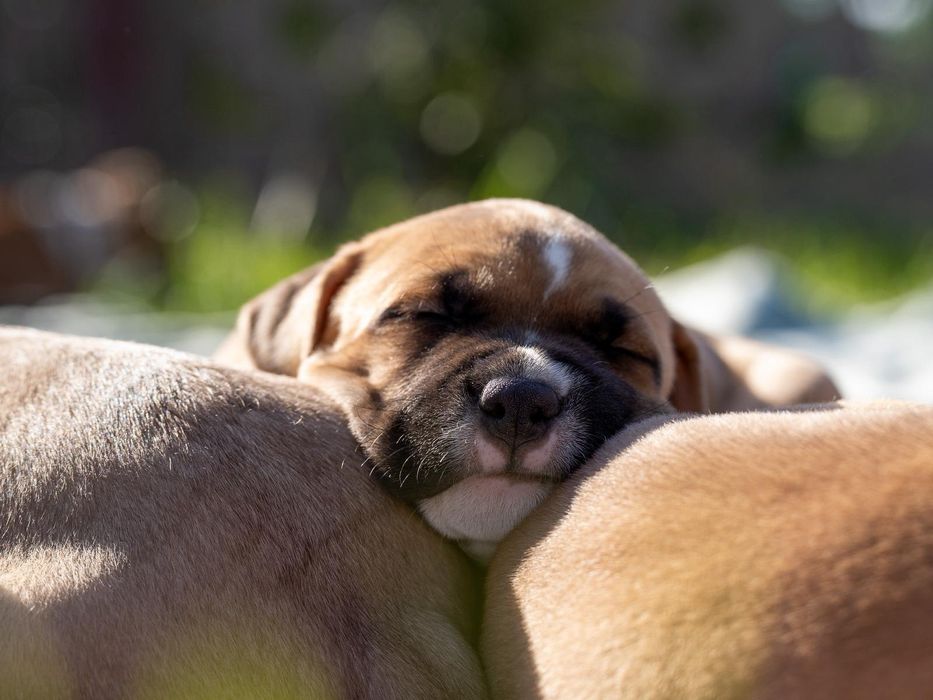 Amstaff Suczka  Ast American STAFFORDSHIRE TERIER