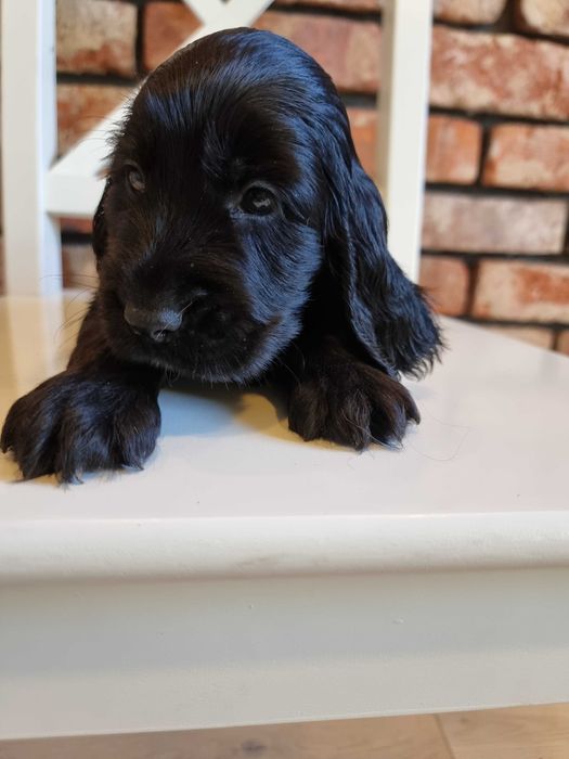 Cocker Spaniel Angielski śliczny szczeniaczek do odbioru!!!