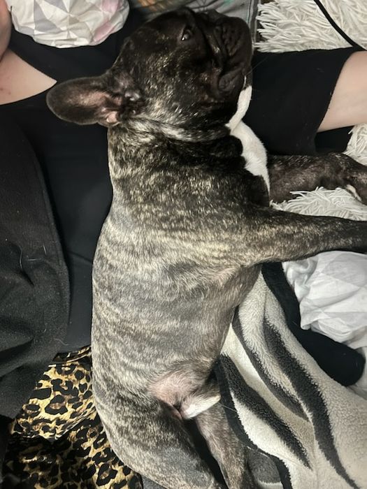 Buldog francuski piesek