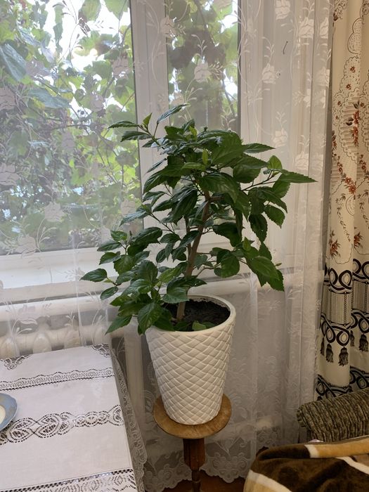 Роза кімнатна