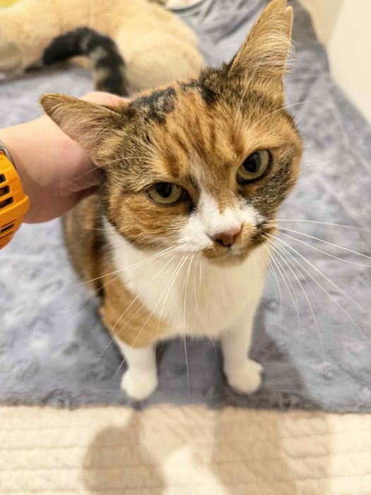 Misia, śliczna koteczka czeka na ciepły domek