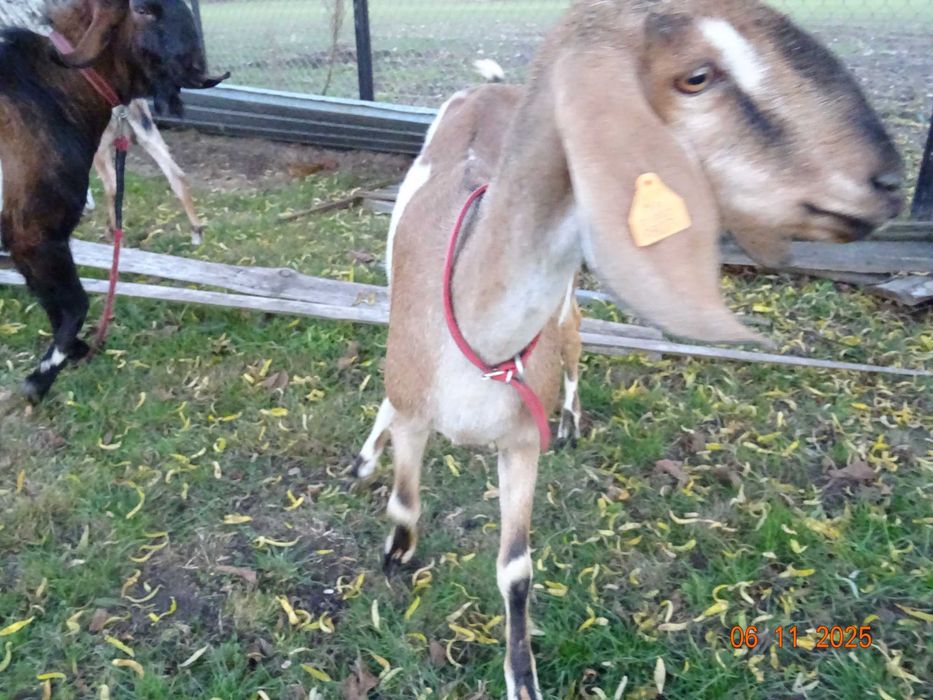 kozy anglonubijskie , kozioł anglonubijski, likwidacja stada