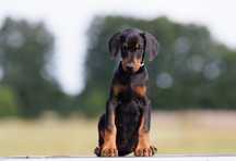 Doberman piekna suczka FCI