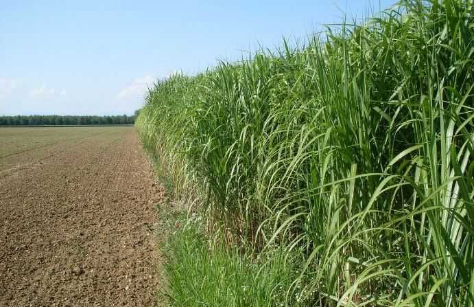 Мискантус Гигантский. MISCANTHUS GIGANTEUS, семена, корневища, ризомы.