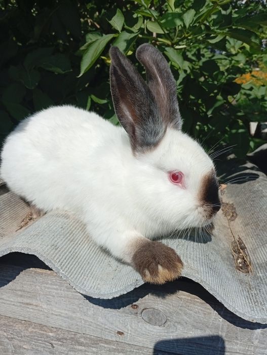 Продам кролів молоді малі та середні